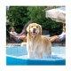 Piscina Plegable INTEX Para Mascotas 152x30cm