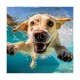 Piscina Plegable INTEX Para Mascotas 152x30cm